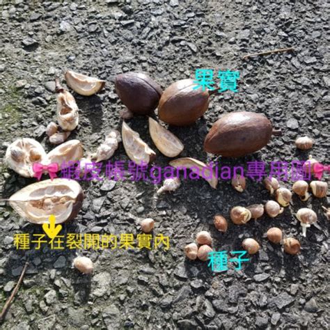 發財樹果實可以吃嗎|榮樹學堂: 美國花生就是馬拉巴栗